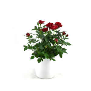 Mini red rose plant