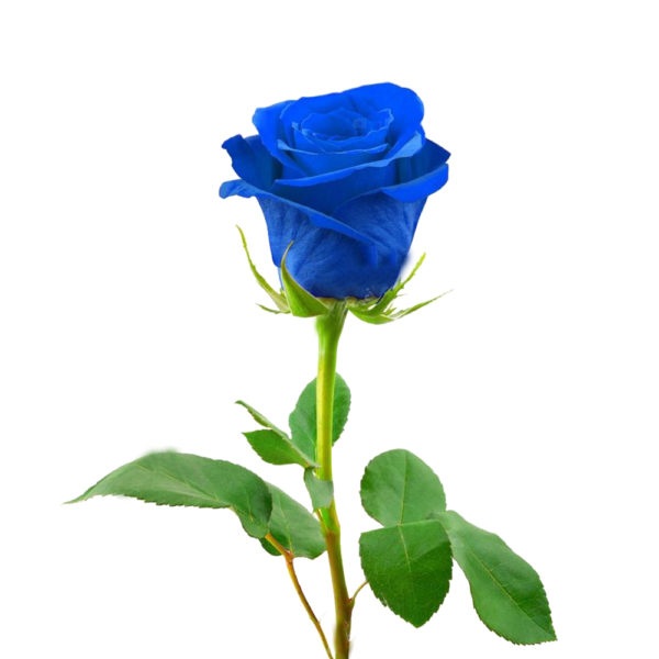 Τριαντάφυλλο Μπλε