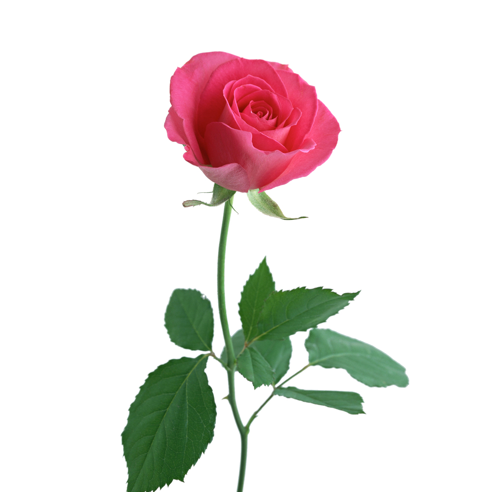 Τριαντάφυλλο Ροζ