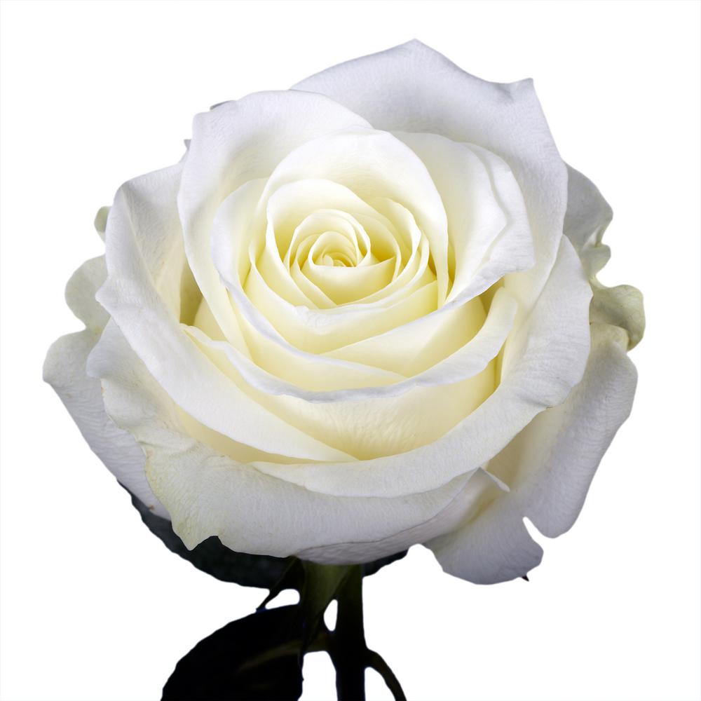 Τριαντάφυλλο Λευκό