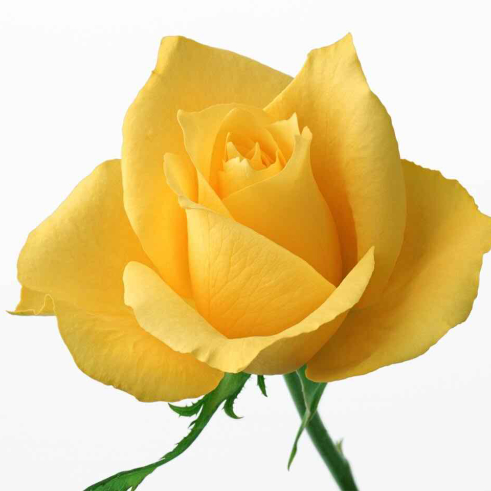 Τριαντάφυλλο Κίτρινο