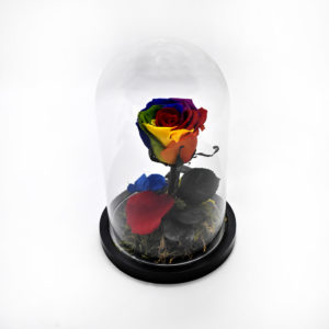 Beauty and the beast rose
