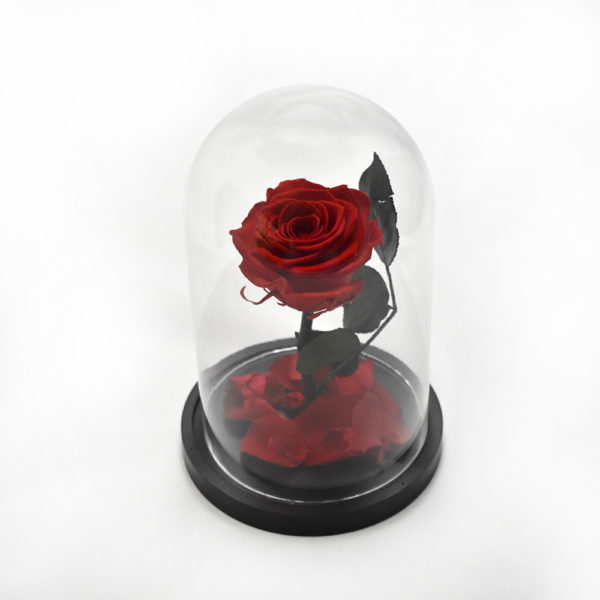 Red Beauty and the beast rose
