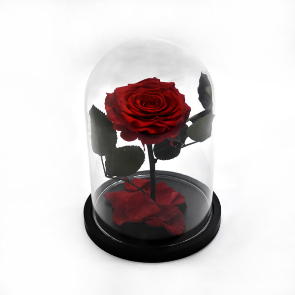 Beauty and the beast rose