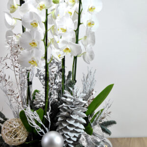 Christmas orchid