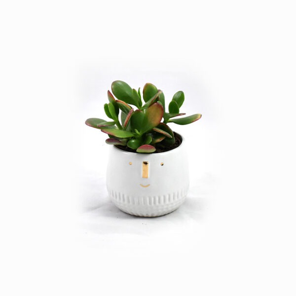 Mini Succulent Face pot