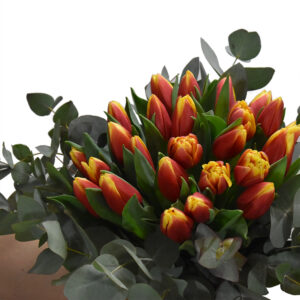 Bouquet with bicolor tulipis